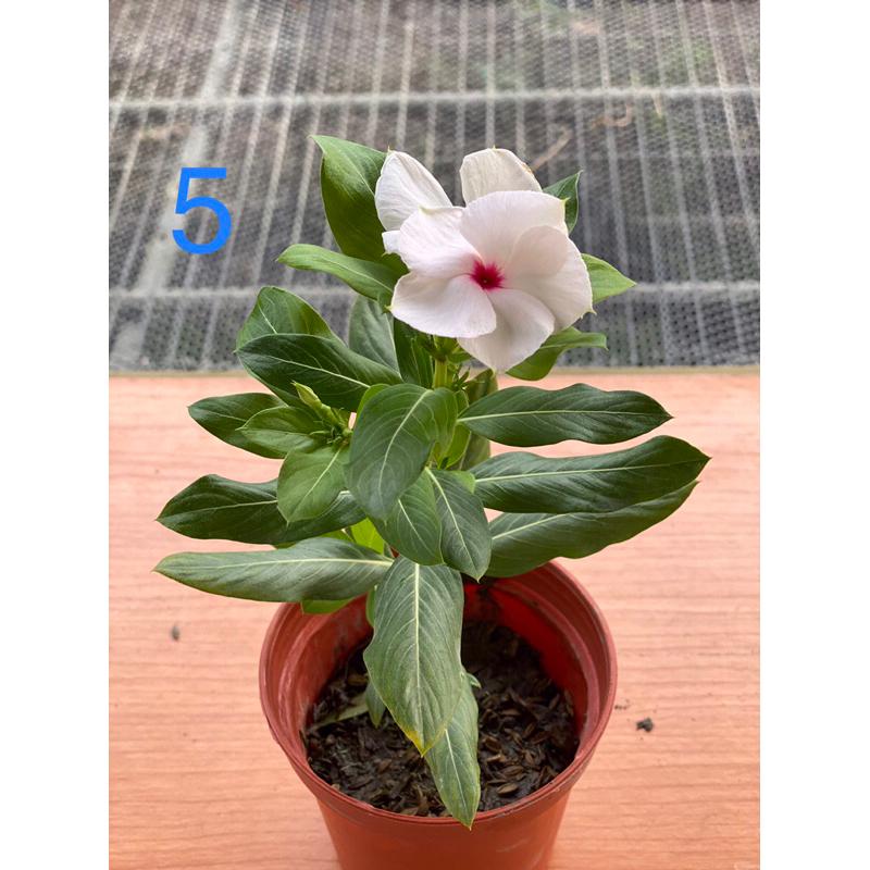 日日春花苗 2.5寸/3寸 黑色軟盆日日春  多種顏色 長春花 日日春 金盞草 日日進財 日日春 吉祥平安花-細節圖5