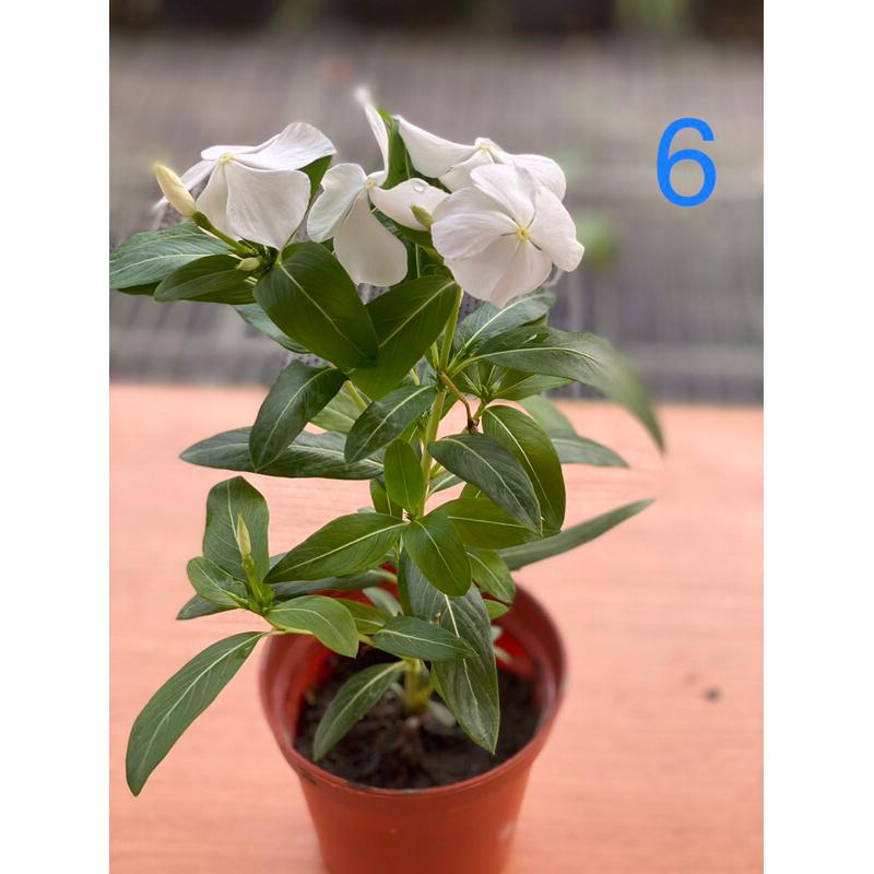 日日春花苗 2.5寸/3寸 黑色軟盆日日春  多種顏色 長春花 日日春 金盞草 日日進財 日日春 吉祥平安花-細節圖6