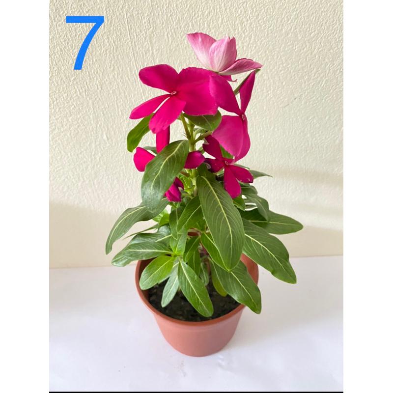 日日春花苗 2.5寸/3寸 黑色軟盆日日春  多種顏色 長春花 日日春 金盞草 日日進財 日日春 吉祥平安花-細節圖7