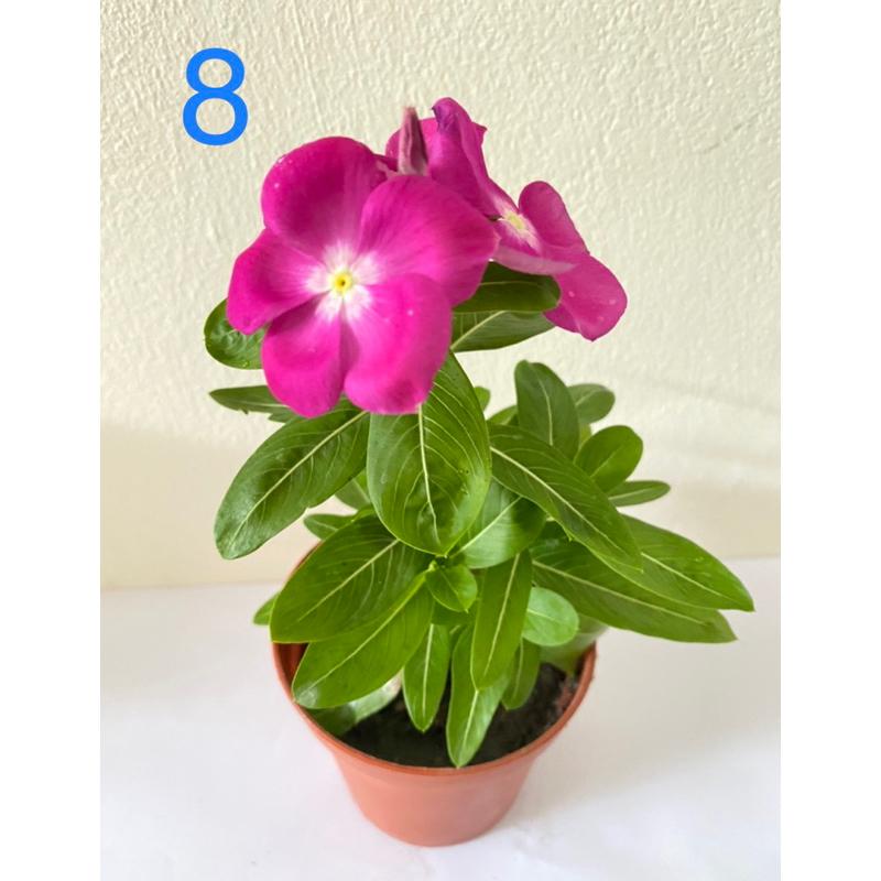 日日春花苗 2.5寸/3寸 黑色軟盆日日春  多種顏色 長春花 日日春 金盞草 日日進財 日日春 吉祥平安花-細節圖8