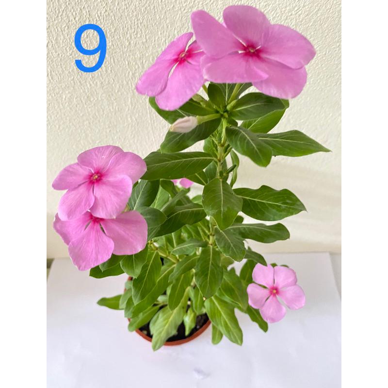 日日春花苗 2.5寸/3寸 黑色軟盆日日春  多種顏色 長春花 日日春 金盞草 日日進財 日日春 吉祥平安花-細節圖9