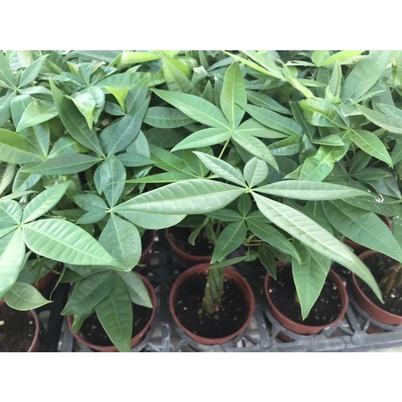 2.5寸盆 搖錢樹 桌上小物搖錢樹 種棵搖錢樹 不怕沒錢🌹花-細節圖3