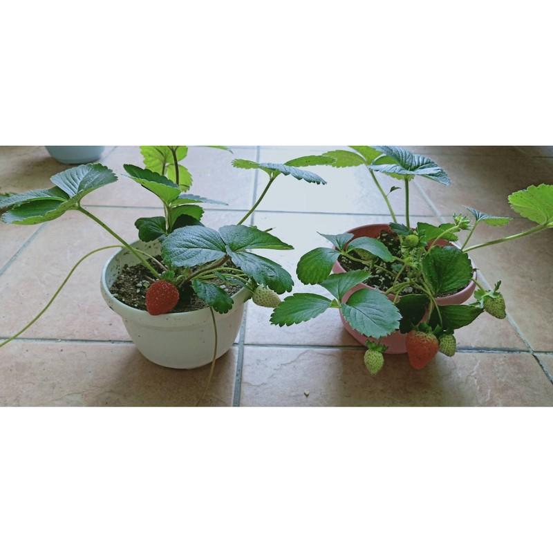 我的草莓生活(DIY) 1顆草莓苗+彩色5吋盆-細節圖3