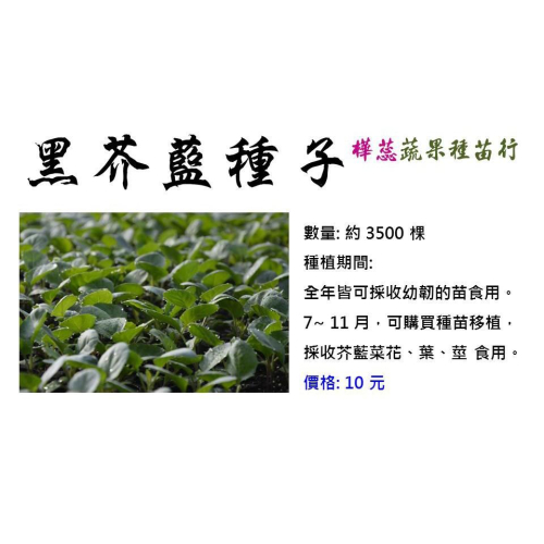E01黑芥藍菜種子 芥蘭 綠葉甘藍 可口好吃 開白色花 營養價值高 高纖維防便秘 豐富維生素A C 鈣 鎂 鐵