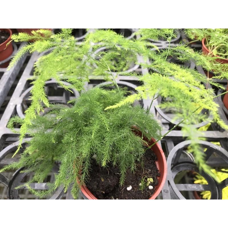 文竹 2.5寸盆 新娘花  桌上小品 觀葉植物 靖華空氣 插花高級素材-細節圖2