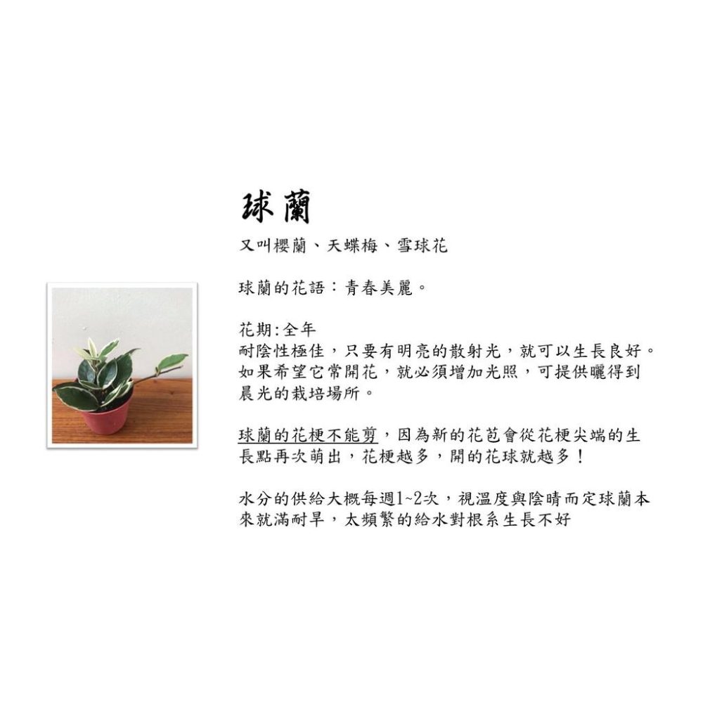 球蘭2.5吋盆，花語:青春美麗，盆栽，種植-細節圖2