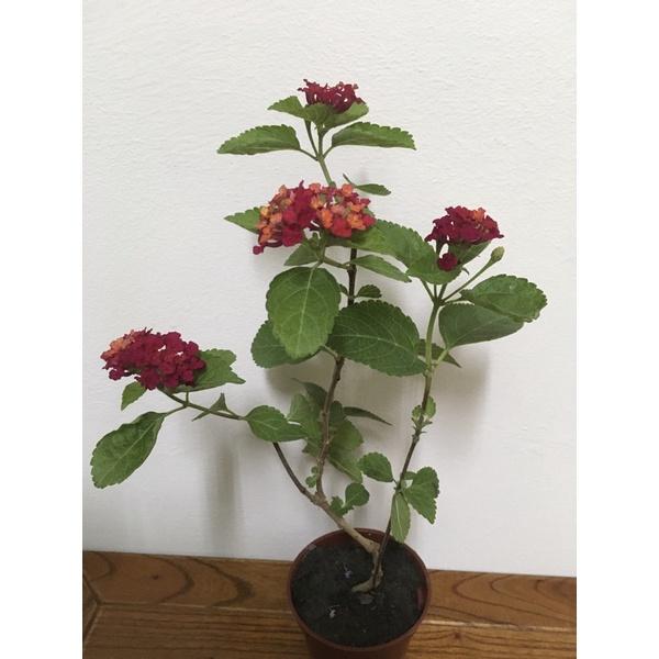 馬纓丹 3寸盆 天然芳香植物-細節圖2