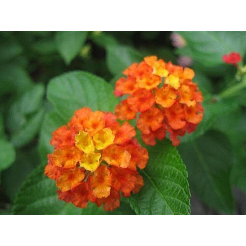馬纓丹 3寸盆 天然芳香植物-細節圖3