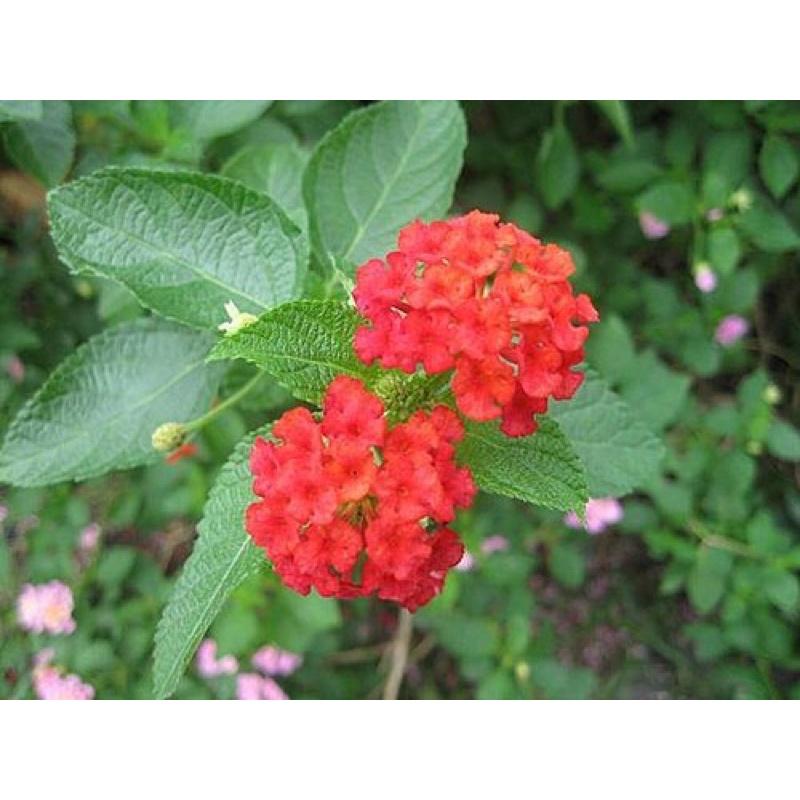 馬纓丹 3寸盆 天然芳香植物-細節圖4