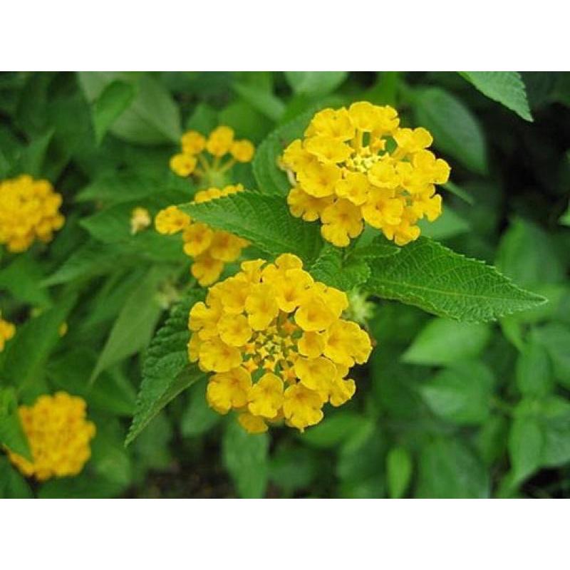 馬纓丹 3寸盆 天然芳香植物-細節圖5