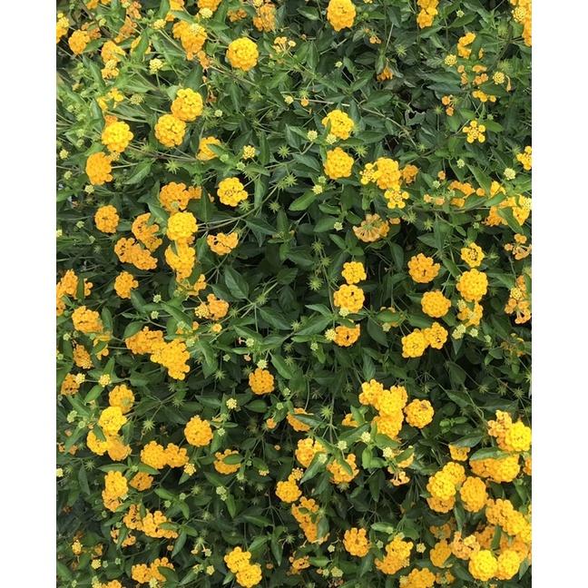 馬纓丹 3寸盆 天然芳香植物-細節圖6