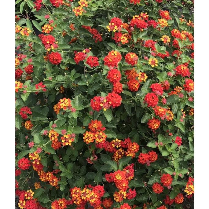 馬纓丹 3寸盆 天然芳香植物-細節圖7