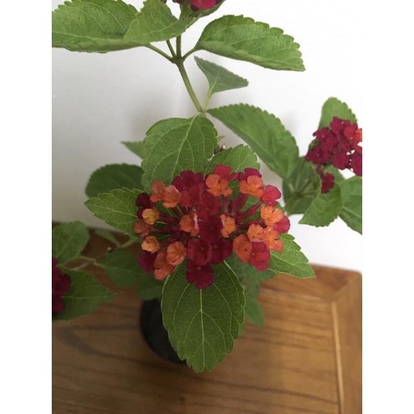 馬纓丹 3寸盆 天然芳香植物-細節圖9