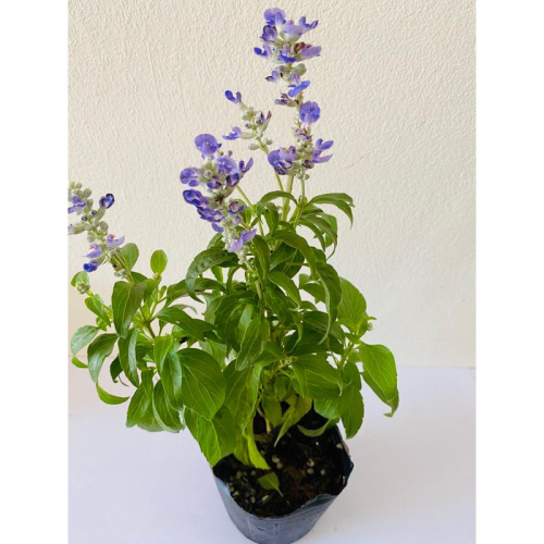 H01 快樂鼠尾草 2.5寸/3寸盆 小品盆栽 紫色花朵 情緒療癒 淨化能量 保健植物
