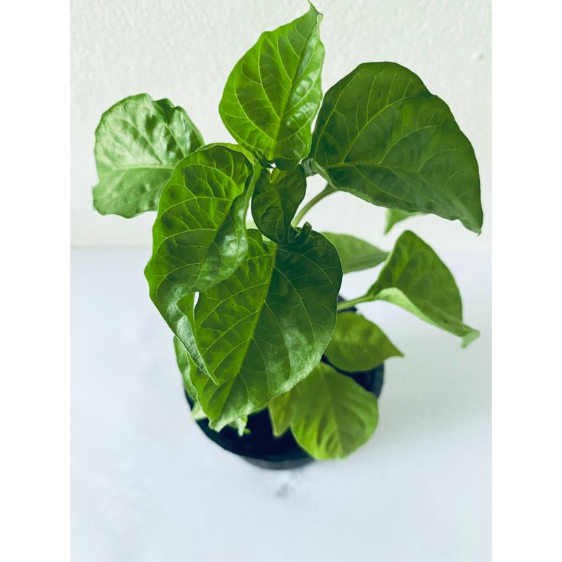 E01魔鬼椒苗 2.5寸盆 鬼椒 辣椒苗 超級辣 辣度高 印度鬼椒苗-細節圖2