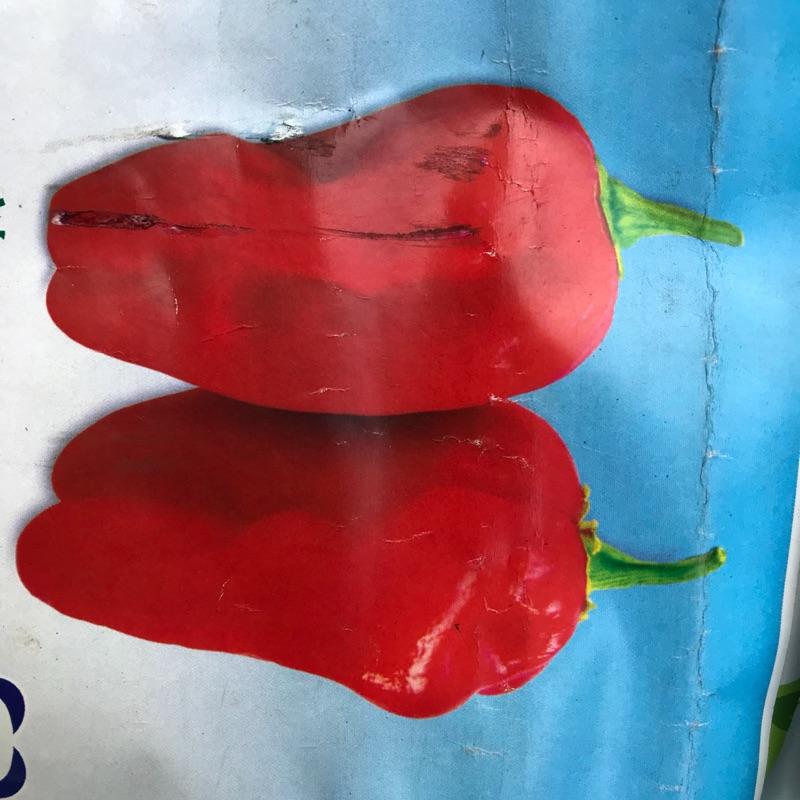 E01魔鬼椒苗 2.5寸盆 鬼椒 辣椒苗 超級辣 辣度高 印度鬼椒苗-細節圖3