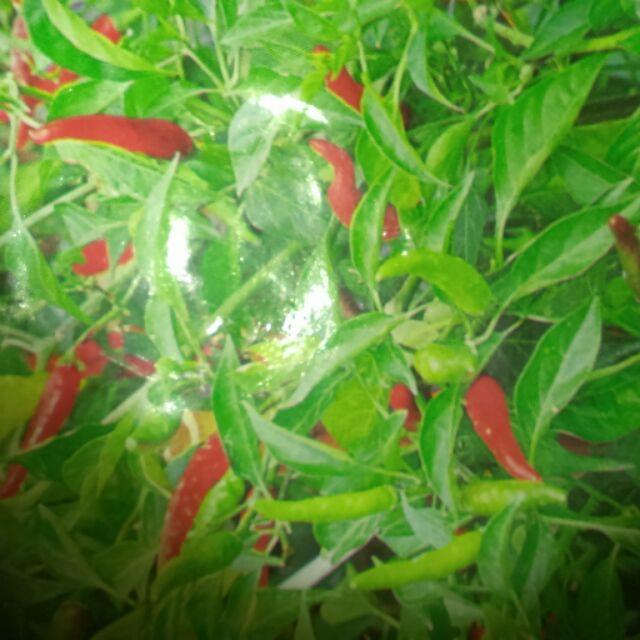 E01朝天椒苗 2.5寸黑軟盆 辣椒苗 朝天辣椒苗 易養成 夠嗆辣 好收成-細節圖2