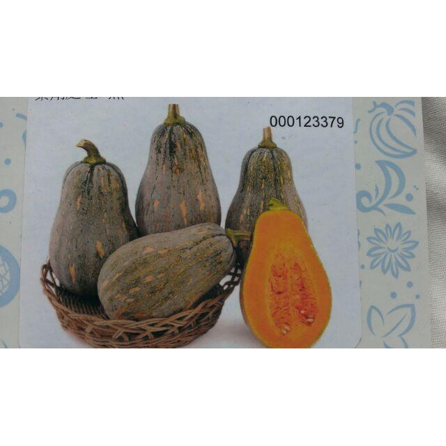 E01 南瓜苗 金瓜苗 金瓜 木瓜型 鬆軟甜的金瓜 果多，抗病強-細節圖2