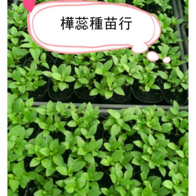 E01九層塔苗 2.5寸盆 大葉九層塔苗 紅骨九層塔 佐料調味蔬菜 鹽酥雞的好伴侶 。-細節圖2