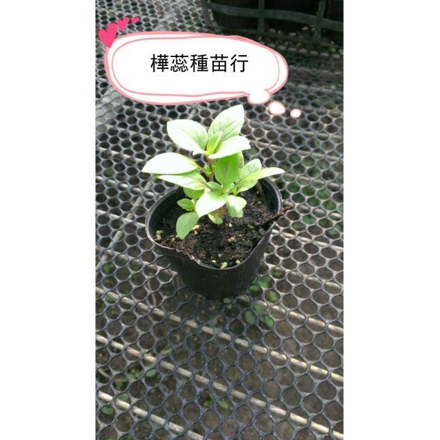 E01九層塔苗 2.5寸盆 大葉九層塔苗 紅骨九層塔 佐料調味蔬菜 鹽酥雞的好伴侶 。-細節圖3