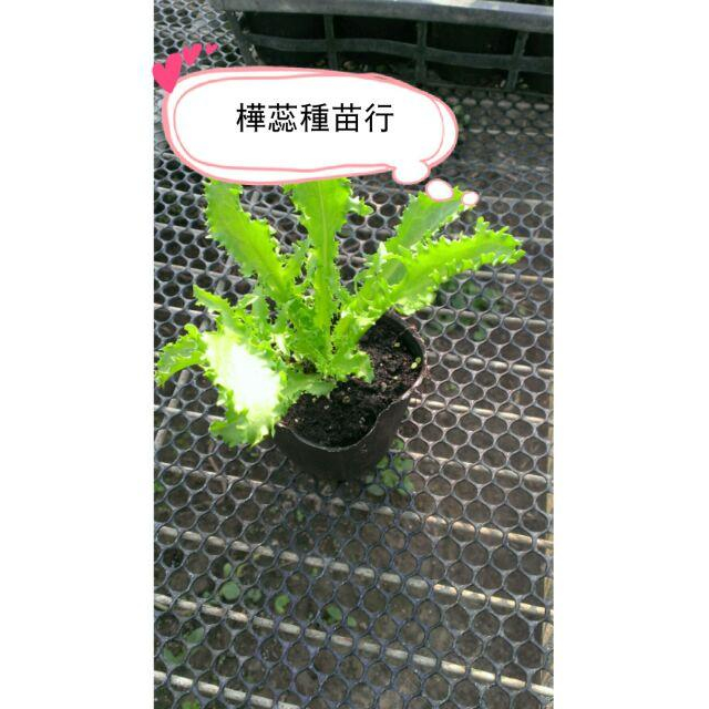 E01菊苣苗 2.5寸盆 蔬菜 寵物纖維質來源 兔子 鸚鵡 烏龜 最愛 少蟲害 纖維高 易種植 好照顧 可以重複收成-細節圖2