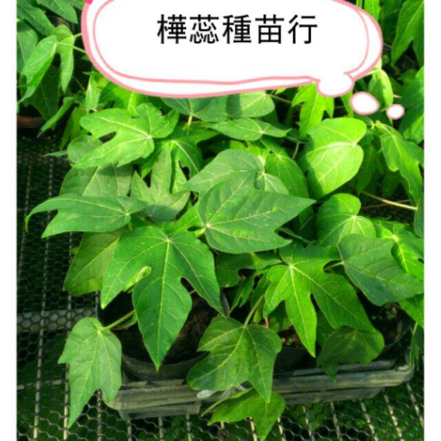 E01木瓜苗 矮種木瓜苗 紅肉木瓜 膝蓋高就開始結果 組織培養苗 兩性株 紅妃 紅妃木瓜-細節圖2