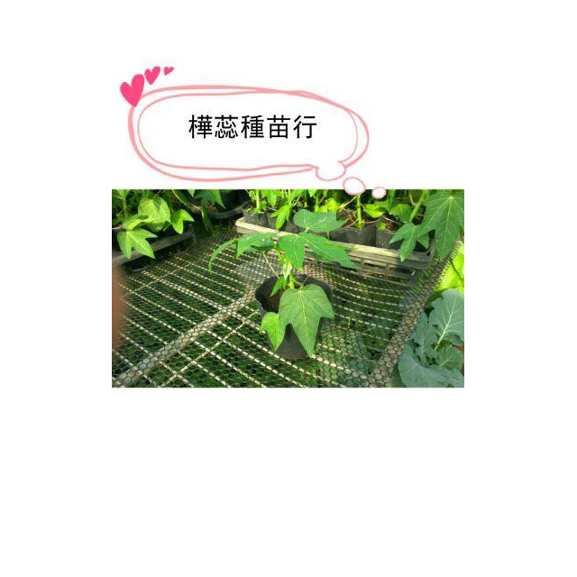 E01木瓜苗 矮種木瓜苗 紅肉木瓜 膝蓋高就開始結果 組織培養苗 兩性株 紅妃 紅妃木瓜-細節圖3