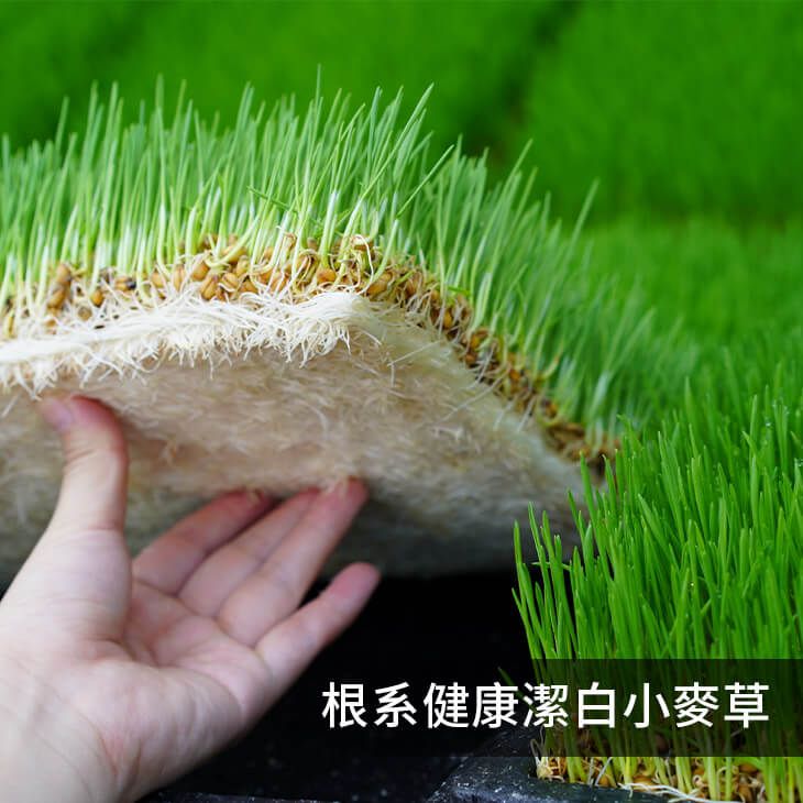 天然小麥麥芽膏 （400g）麥芽寡糖 古法麥芽膏 古早味麥芽餅 送禮推薦 黑麥芽 麥芽牛奶 小農產地直送-細節圖3