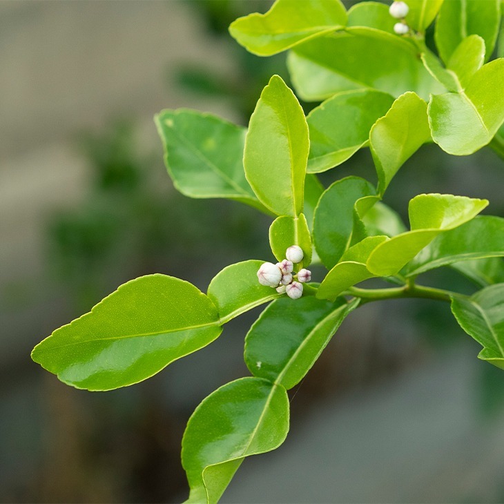 鮮採泰國檸檬葉(50g) 馬蜂橙葉 無毒栽培 酸辣湯 萊姆葉 Kaffir Lime Leaves 我爸種的-細節圖2