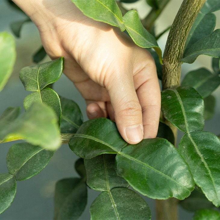 鮮採泰國檸檬葉(50g) 馬蜂橙葉 無毒栽培 酸辣湯 萊姆葉 Kaffir Lime Leaves 我爸種的-細節圖3