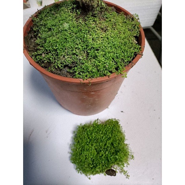 苔蘚（濕地 魚缸 園藝 生態 綠化造景用）-細節圖2