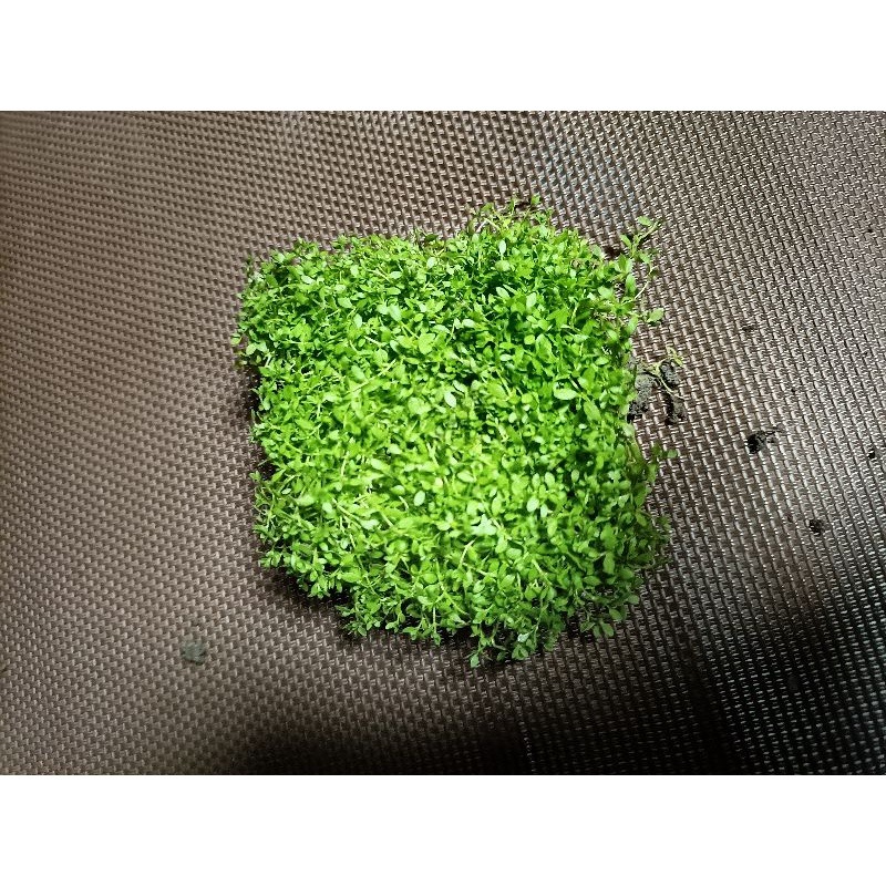 苔蘚（濕地 魚缸 園藝 生態 綠化造景用）-細節圖3