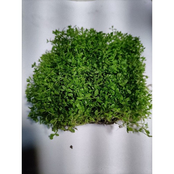 苔蘚（濕地 魚缸 園藝 生態 綠化造景用）-細節圖4