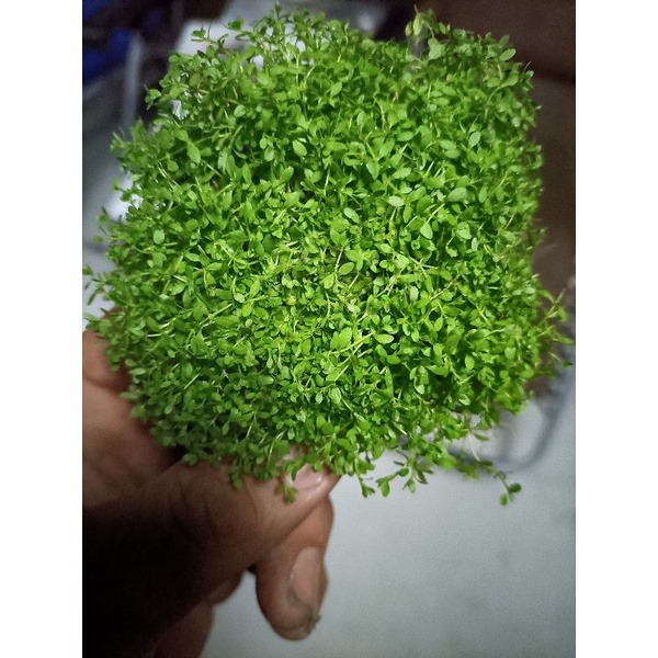 苔蘚（濕地 魚缸 園藝 生態 綠化造景用）-細節圖5