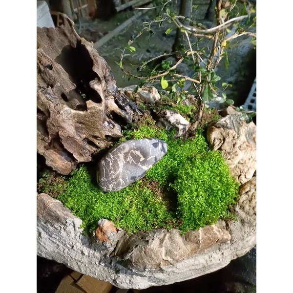 苔蘚（濕地 魚缸 園藝 生態 綠化造景用）-細節圖6