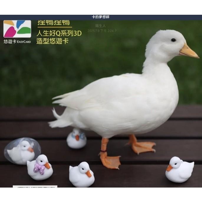 人生好Q系列3D造型悠遊卡-捏鴨捏鴨 鴨子悠遊卡 鴨鴨悠遊卡-細節圖2