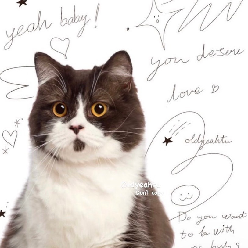 [OLDYEAHTU] 短袖 貓咪 T恤 泰國品牌 泰國代購 衣服 女生上衣 貓 偷偷摸摸🐢-細節圖3