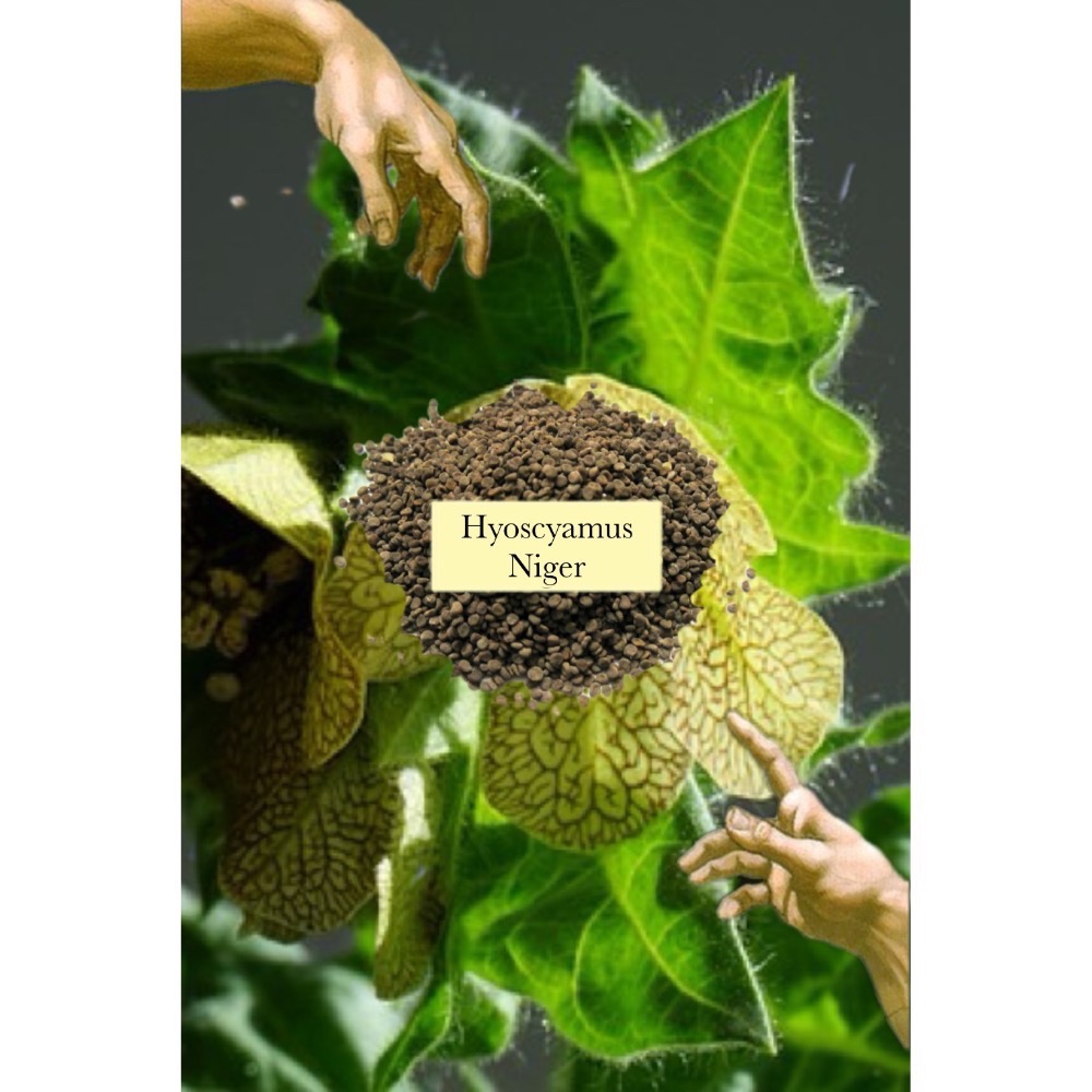 🌑 Hyoscyamus niger白莨菪 白天仙子種子