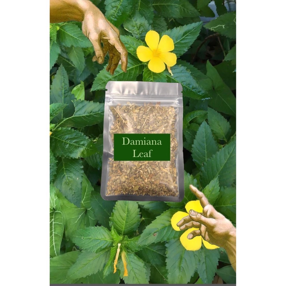 💚透納/達米阿那（Damiana）