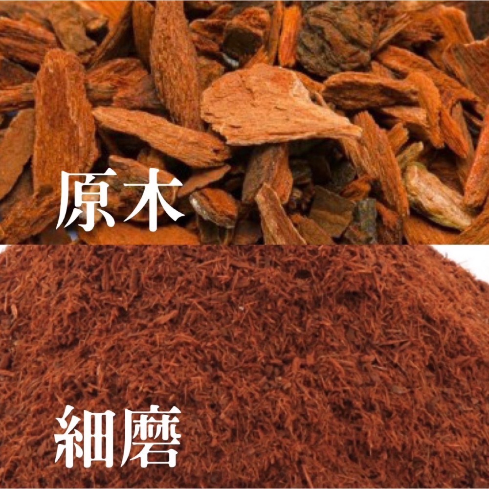 🪵Cinchona 雞納樹-細節圖2