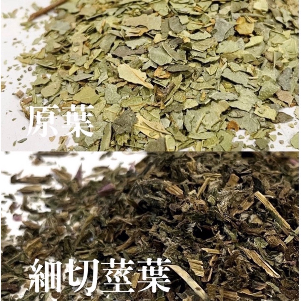 💧Borago officinalis琉璃苣-細節圖2