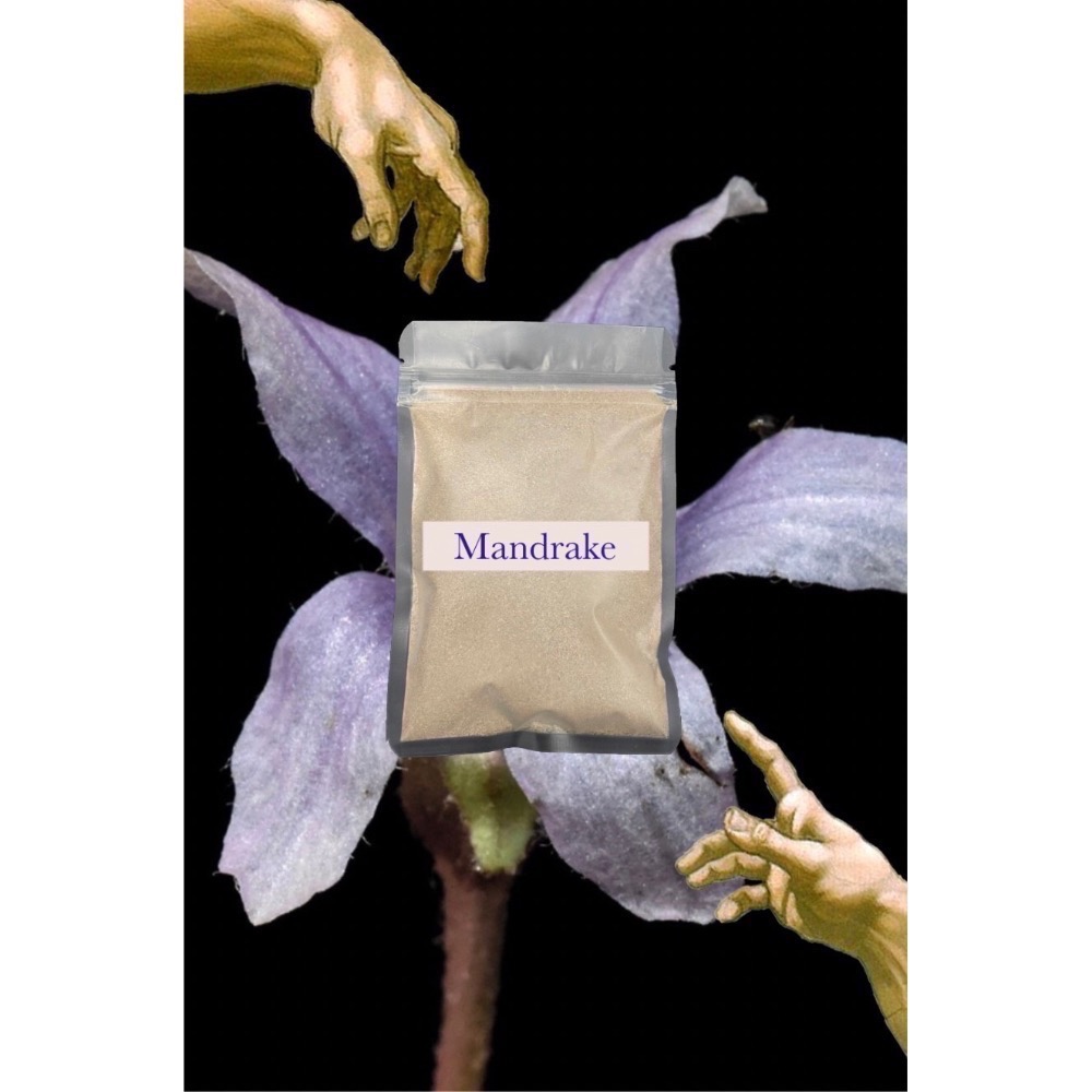 💜Mandrake曼德拉草