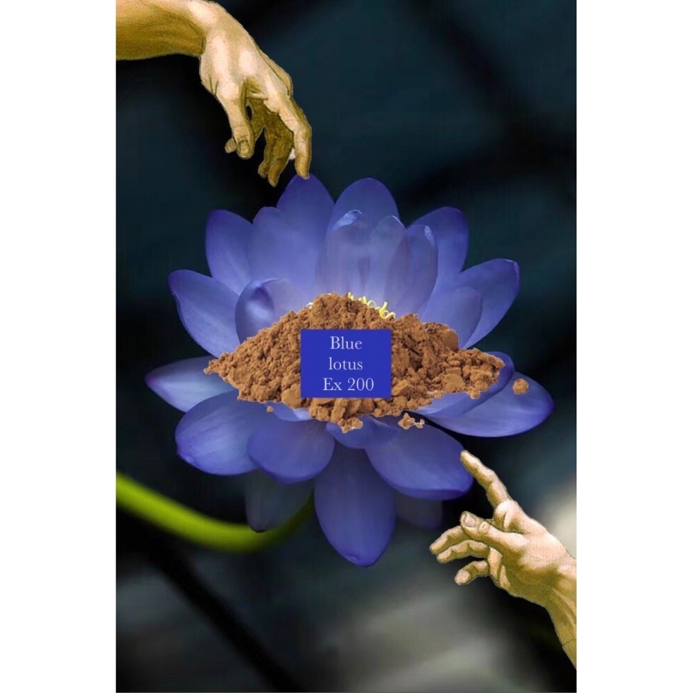 🦋藍蓮花200倍濃縮