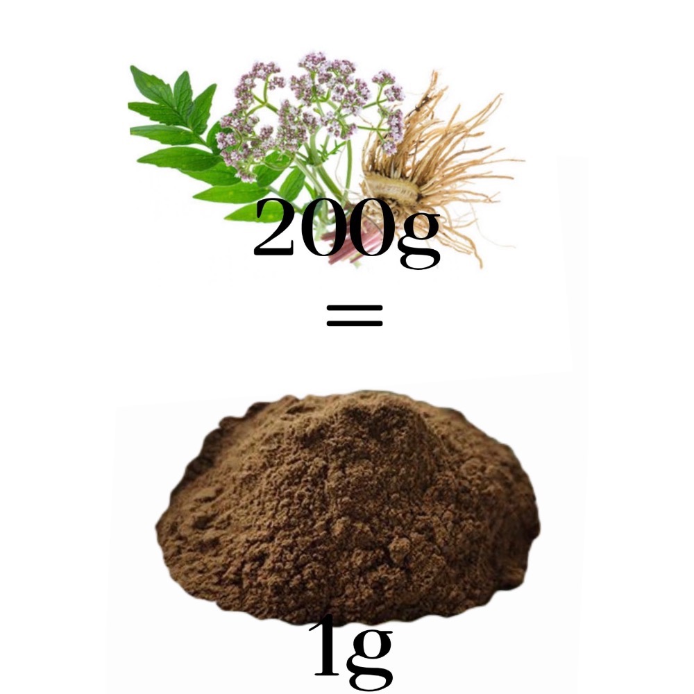 😴Valeriana officinalis 纈草 （Valerian Root）百倍濃縮-細節圖2