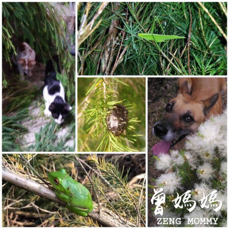 高純度澳洲茶樹純露 2公升/500ml（超商取貨最多兩瓶2公升）-細節圖5