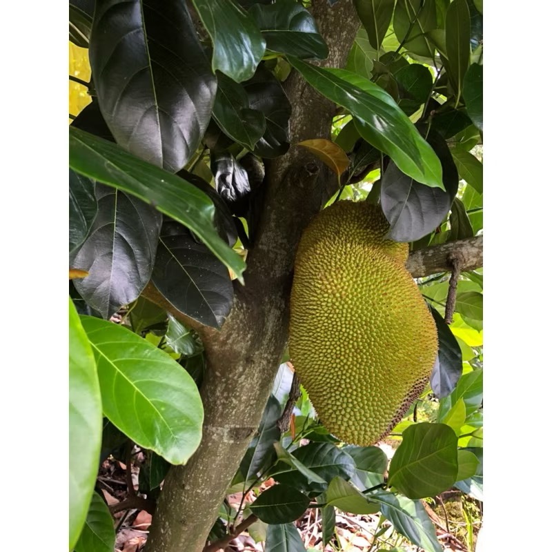 台灣 冷凍 榴蓮蜜1斤600g 孟尖 菠蘿蜜 新鮮果肉  鮮凍果肉 真空保裝 農產品-細節圖2