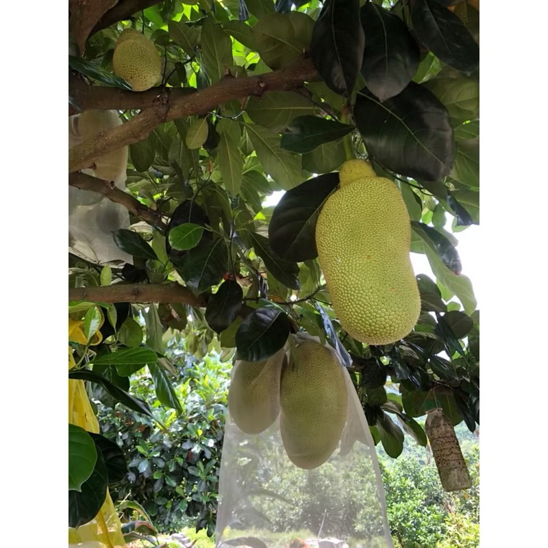 台灣 冷凍 榴蓮蜜1斤600g 孟尖 菠蘿蜜 新鮮果肉  鮮凍果肉 真空保裝 農產品-細節圖3