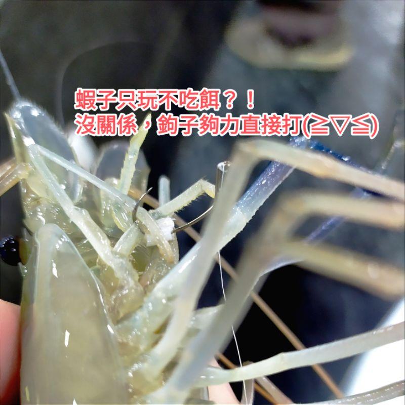 ⭐熱銷千支五星店家 ⭐老師傅釣蝦工坊🎉新產品優惠 🎉   Gamakatsu 管付9號狐型 天平子線-細節圖4