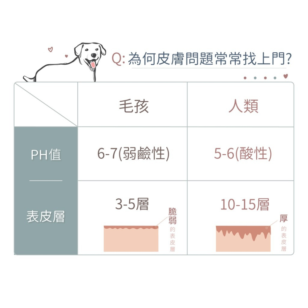 【GoodMo歸毛家族】護膚噴液+精萃營養霜  免運-細節圖4