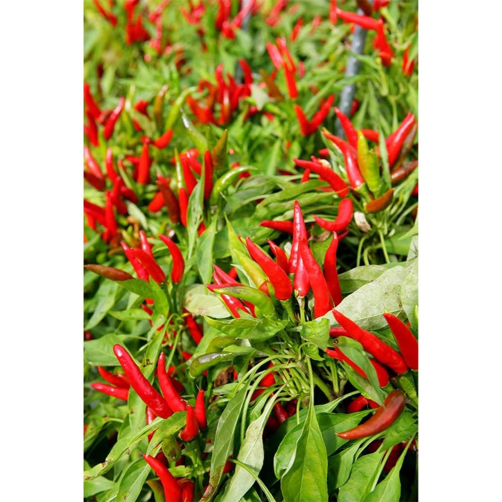 【秋之助】日本七味唐辛子 八幡屋礒五郎七味唐辛子 日本信州唐辛子 調味料 七味粉 七位胡麻 唐辛子【日本進口Ⅹ台灣直送】-細節圖6